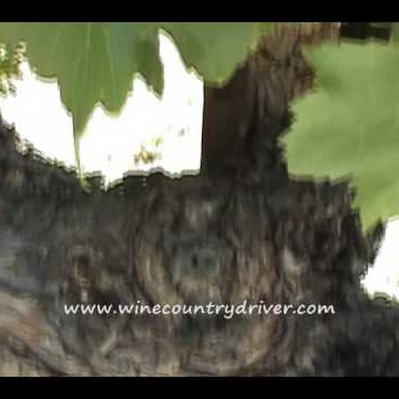 winetourguide
