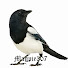 XdesT_d6rYQ-channel-avatar-magpie307