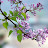 @goldenforest608