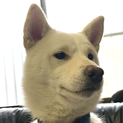 しばいぬ家族と暮らす!