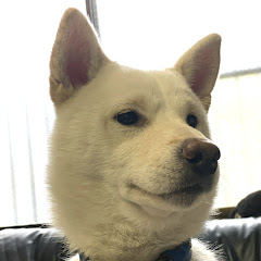 しばいぬ家族と暮らす!