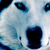 White Wolf