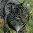 Onesm-b5lfs-channel-avatar-Ticketass