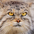 OItNzyeXat8-channel-avatar-NAVYMAN8903