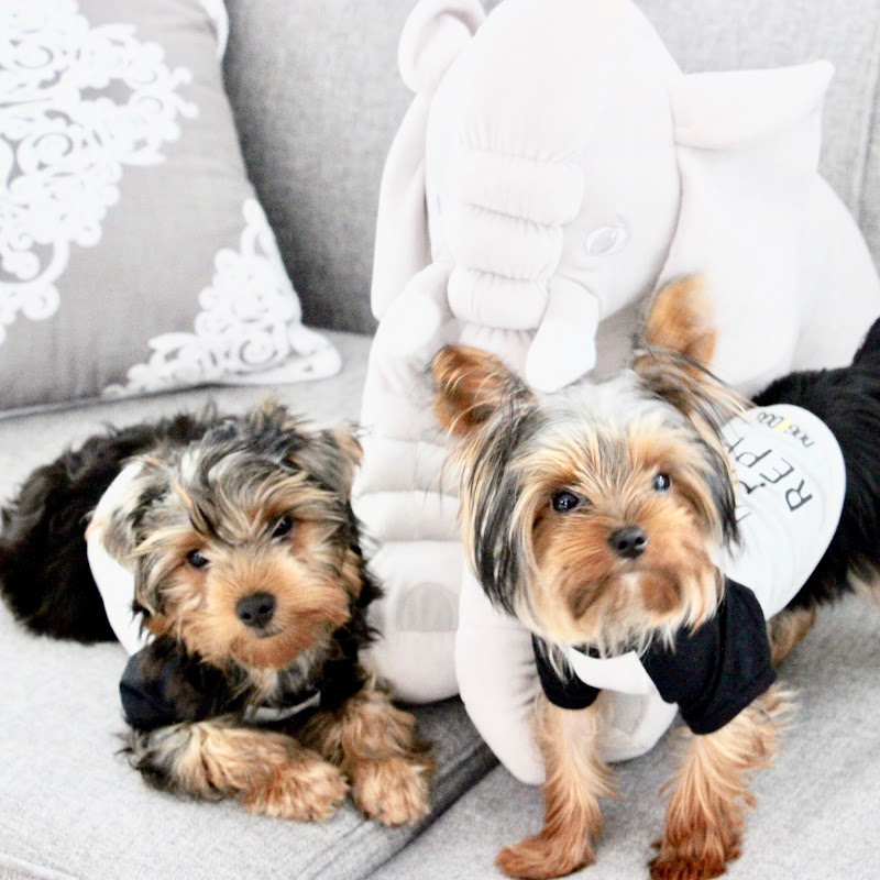 At Home With Bentley & Albert