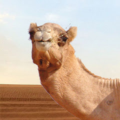 Arab Man Reacts net worth