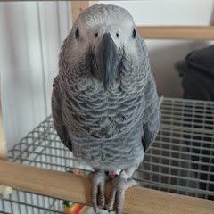 ずぅちゃんねるアイコン画像