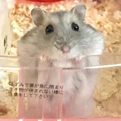 こんぺいマーチ