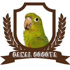 Canal Cocota™ channel logo