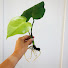 OPzM5CR5MOQ-channel-avatar-Free Plants Forever