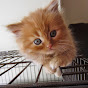 Kittens and Cats Avatar