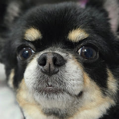 50sなおちゃんアイコン画像