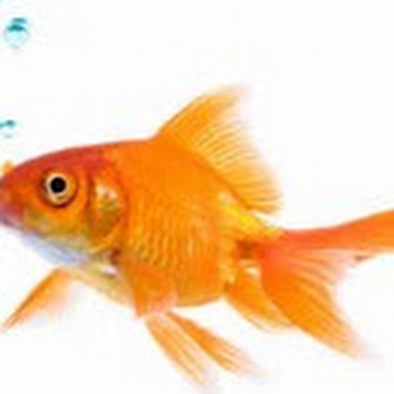 Mr. Fish