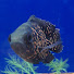 c_n4j_-qTyw-channel-avatar-Crazy Clown Loach Lady