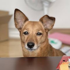 ハルチカ