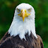 bQVYZA6jN0w-channel-avatar-Nesting Bird Life & More