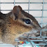 tSYNYXfA-wA-channel-avatar-New England Wildlife & More