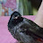 Sparky, the Red Vented Cute Bulbul