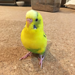 よしはるチャンネルアイコン画像