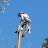 Brads tree service Llc