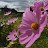 @user-nh5pn7vg1b
