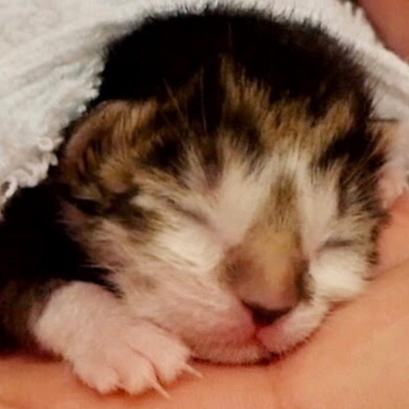 ねおの保護猫。 YouTubeチャンネル画像