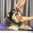 rHuURByKlu0-channel-avatar-Asian Cute Dogs