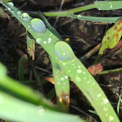 Leafチャンネル