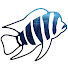k6AKkFlHY4A-channel-avatar-QuebecCichlides