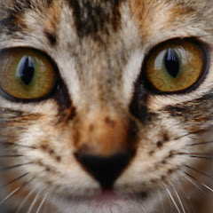 たかD無職からの再起動アイコン画像