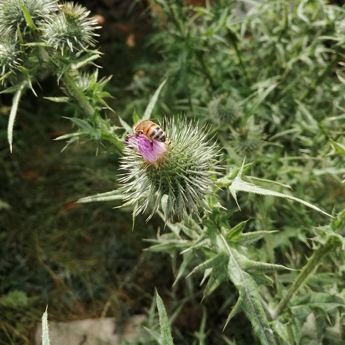 ViVaHD Net Worth & Earnings (2026)