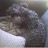 @hamyorkmortil6944 Avatar