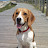 Boris The Beagle