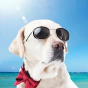 雑学チャンネル