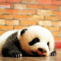 角落動物TV Top animal world Image Thumbnail