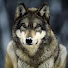 I-lRYYqQjAM-channel-avatar-JPWolf5