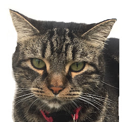 Jonius Gato net worth