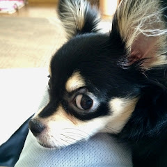 Funny Chihuahua Vanilla