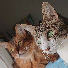 _AhbVu-TyIA-channel-avatar-pretty cat
