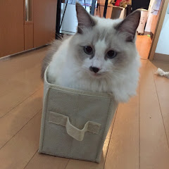 ほげたぬきTV