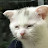 @상도동고양이