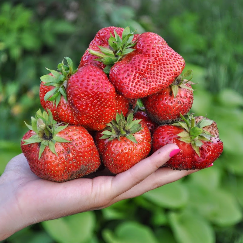 Татьяна Башмакова - Ваша Дача (vashadacha) Logo