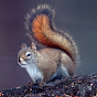 Videos of Squirrels logo