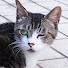 hKfU0MhfMoE-channel-avatar-Jake Cat