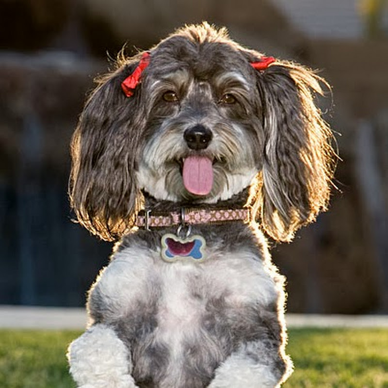 MyFavoritePupJasmine icon