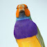 ieg_jCVz3q0-channel-avatar-Gouldian Finches in the UK
