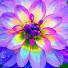 FKMSUA6WRck-channel-avatar-ThePurpleDahlia Hair
