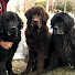 G9-zvjawgrM-channel-avatar-MuddyPawsPotteryShop