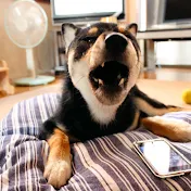 柴犬ジョリファム