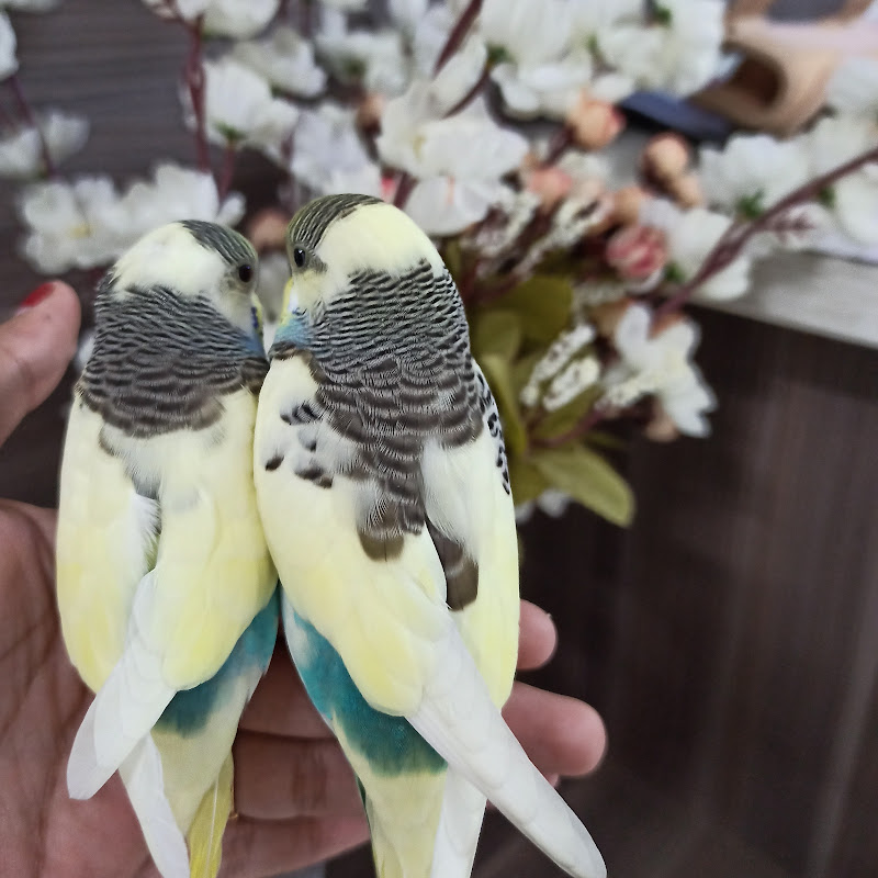 Budgerigars and Bella